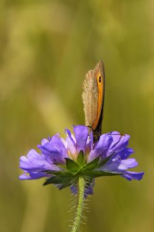 Butterfly Drinking The Nectar Stock Image Butterfly Drinking The Nectar Stock Image