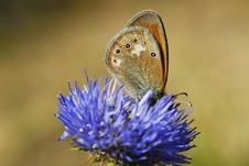 Butterfly Drinking The Nectar Royalty Free Stock Images Butterfly Drinking The Nectar Royalty Free Stock Images