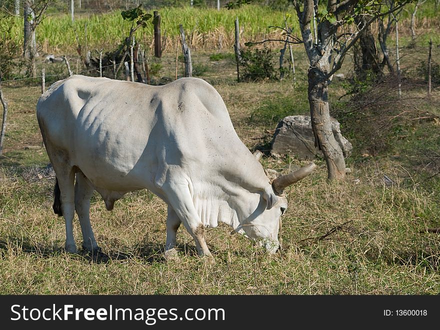 White bull in a farm, some sunny day
