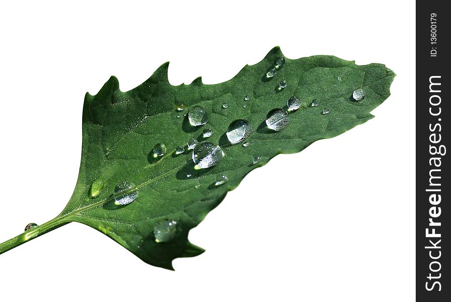 Drops of dew on a green leaf. Drops of dew on a green leaf.