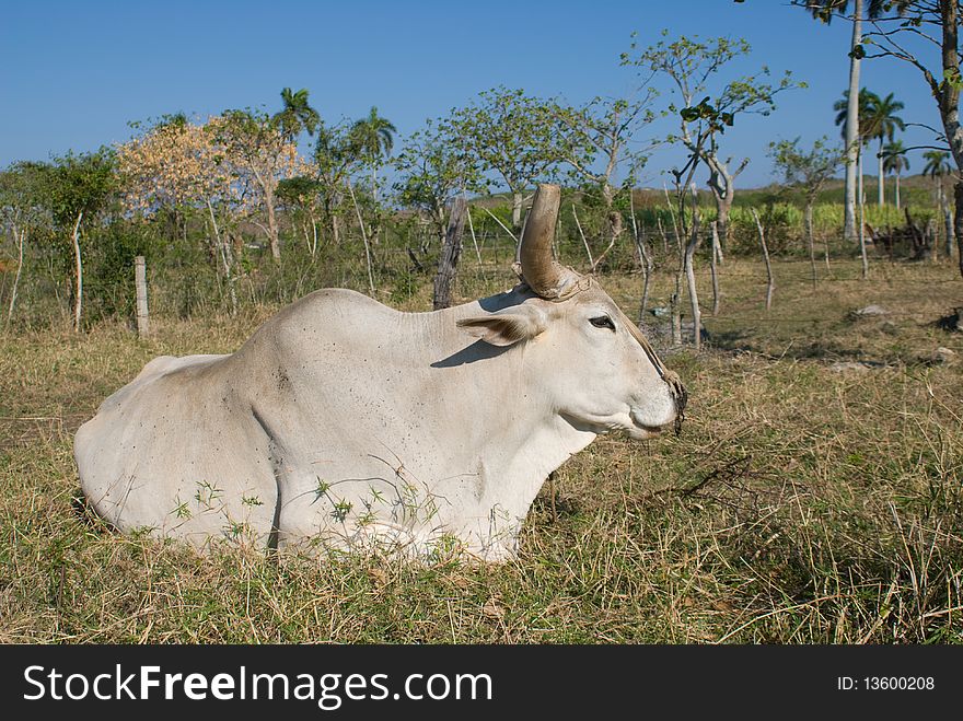 White bull resting in the green grass (II)