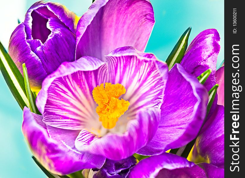 Flower crocus bloom blossom on blue. Flower crocus bloom blossom on blue