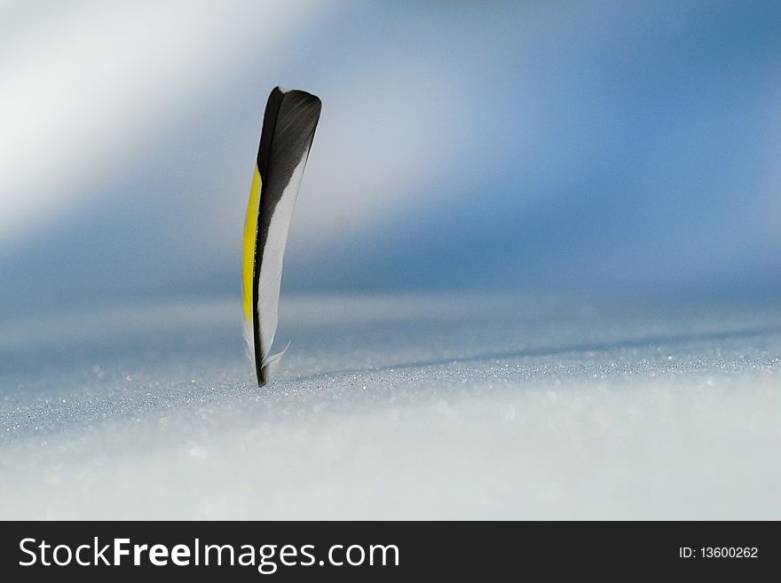 Feather on the snow.