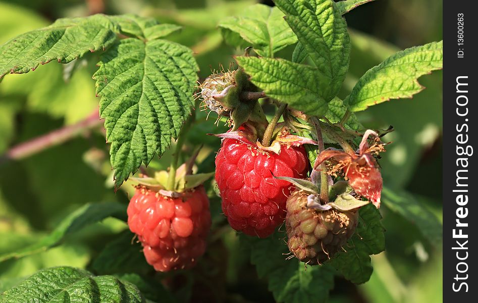 The branch of delicious raspberries. The branch of delicious raspberries.
