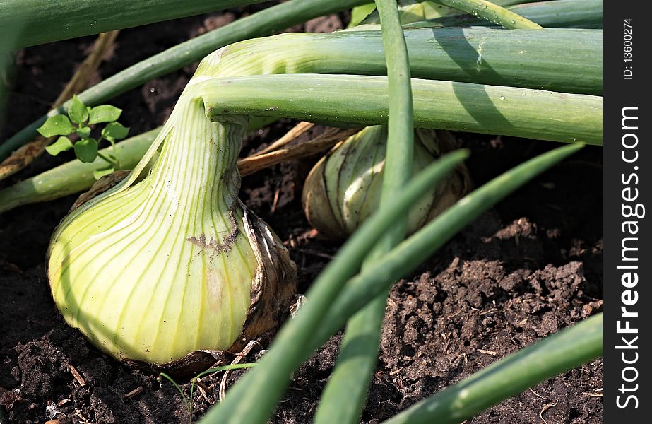 Onions growing in the garden.