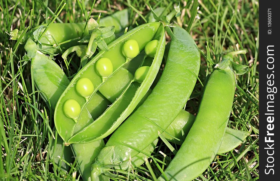 Ripe pea pods on the grass. Ripe pea pods on the grass.