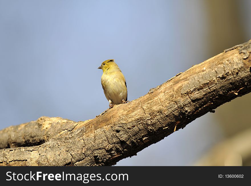 American Goldfinch: Spinus tristis, photographed in the Central Park, New York City during spring