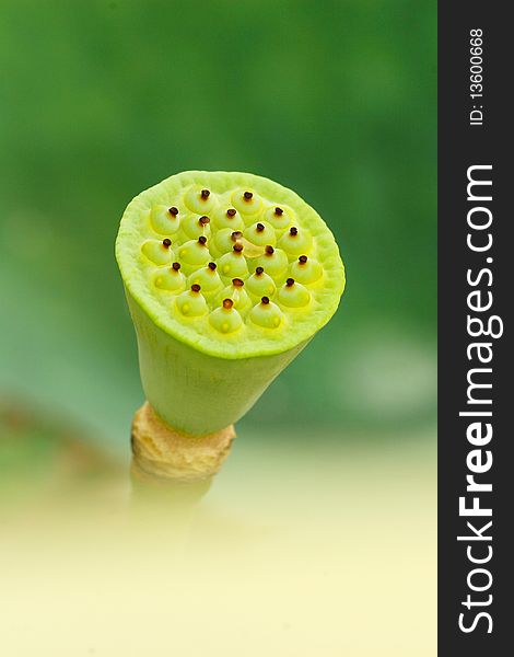 Closeup of a lotus seed pod
