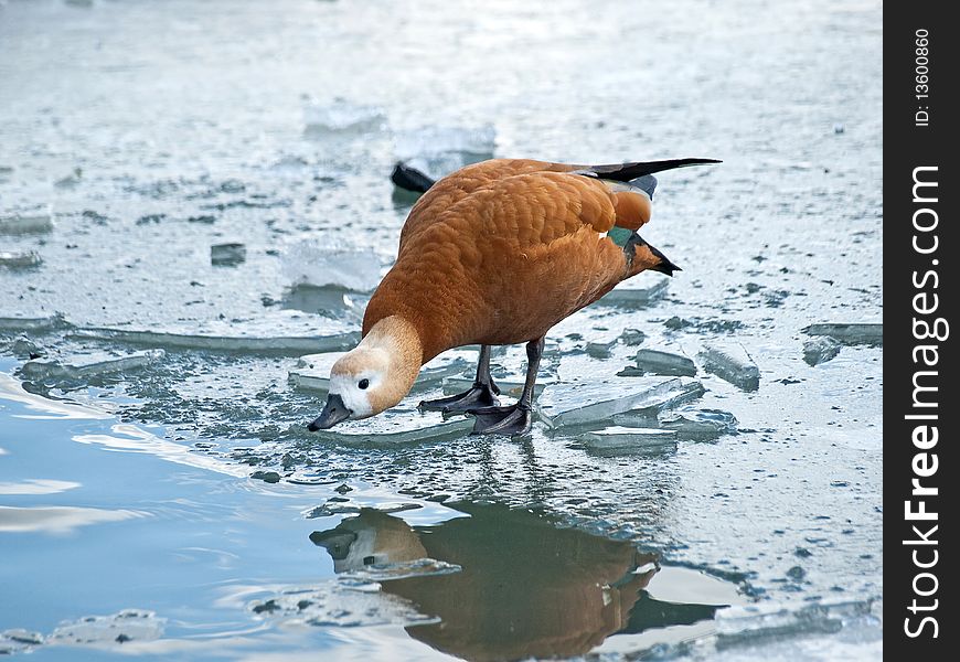 Brown duke on the lake ice