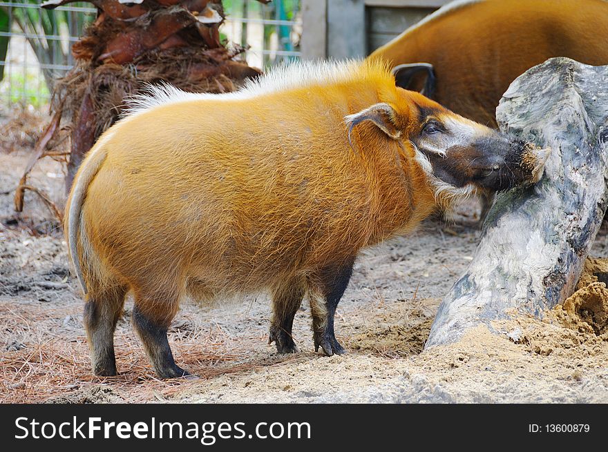 African Red river hog scratching its nose at the zoo enclosure.