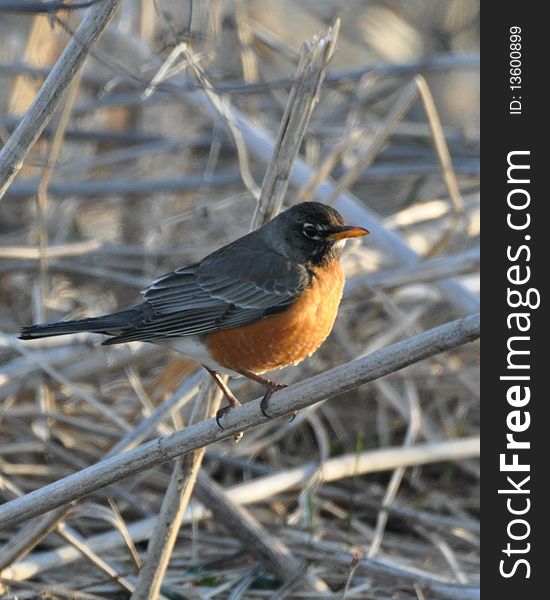 This is a wildlife photo of a robin searching for food in the aftermath of a fire that burnt most of the wooded area around it outside cedar rapids IA. This is a wildlife photo of a robin searching for food in the aftermath of a fire that burnt most of the wooded area around it outside cedar rapids IA.
