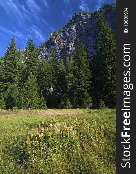 Meadow in Yosemite National Park, USA