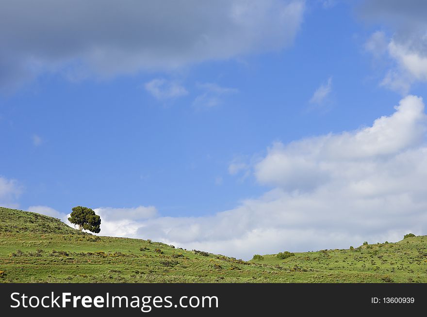 Lonely tree in a meadow