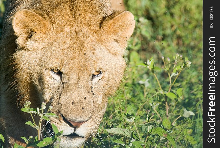 A male lion hunting close up
