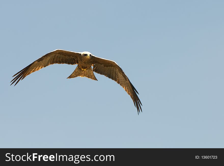 A black kite flying in africa