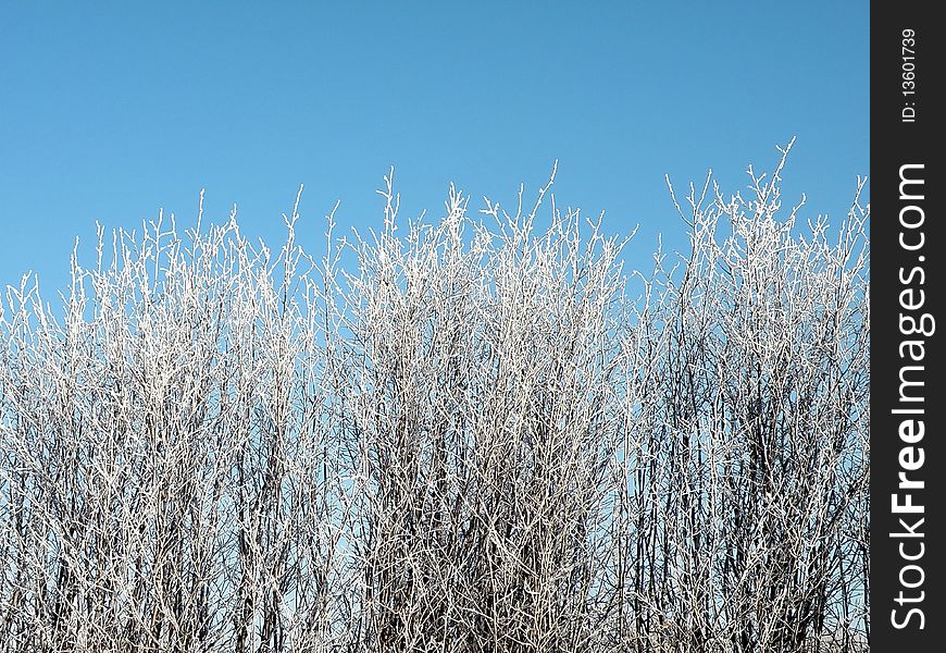 Frosten bush in winter time