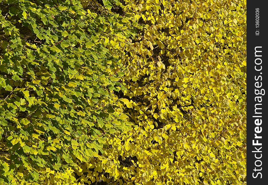 The background of green and yellow leave, hedgerow