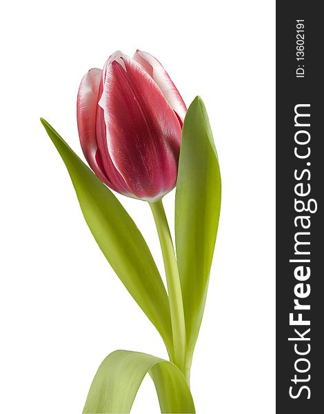 Just a red tulip. Isolated on white & clipping path