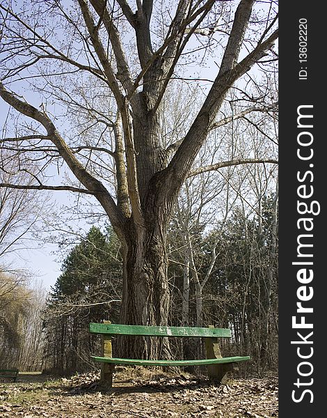 Lonely bench in a park. Lonely bench in a park.