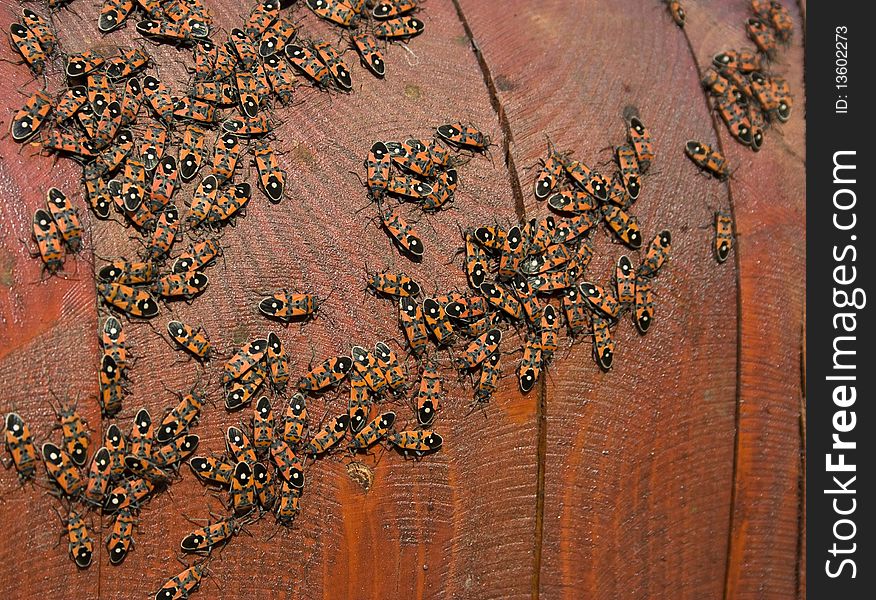 Large group of firebugs on a wood memorial. Large group of firebugs on a wood memorial.