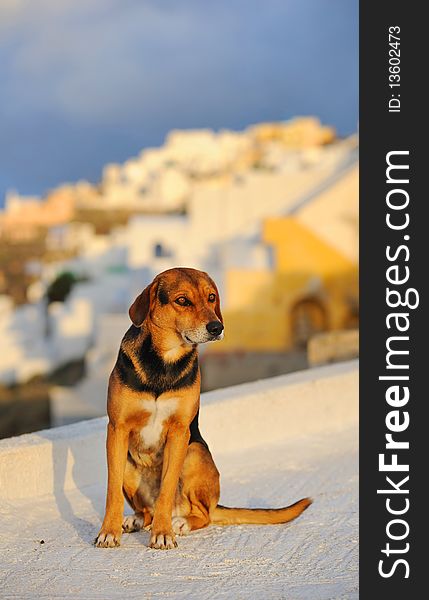 Greece. Santorini island. Oia village at a sunset in winter. Brown dog is sitting on the roof