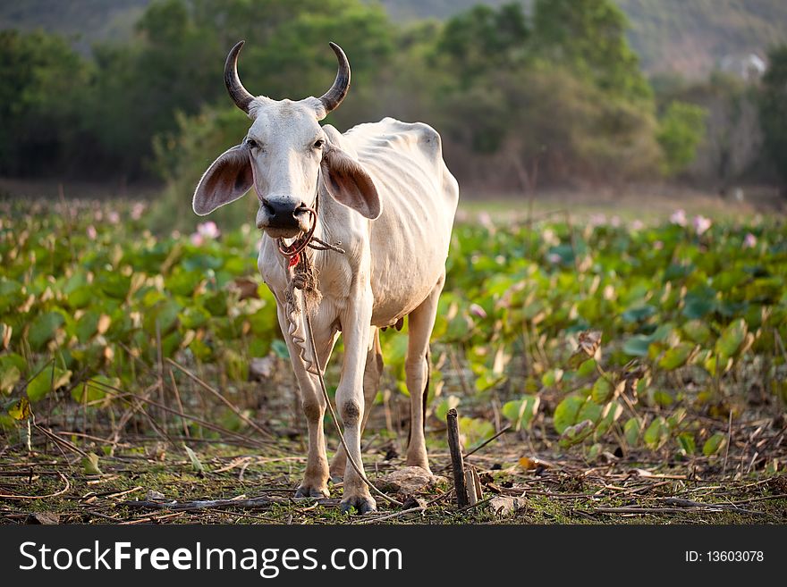 Cow Against Lotus Field