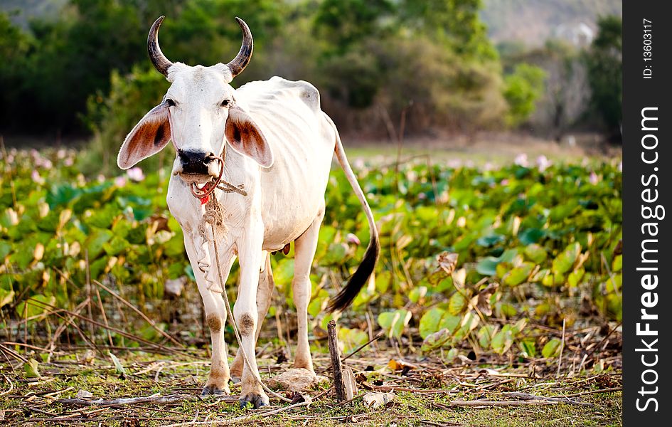 White cow stands on the lotus field. White cow stands on the lotus field