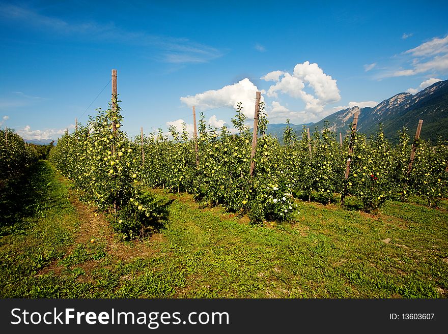 An image of an apple orchard in the mountains