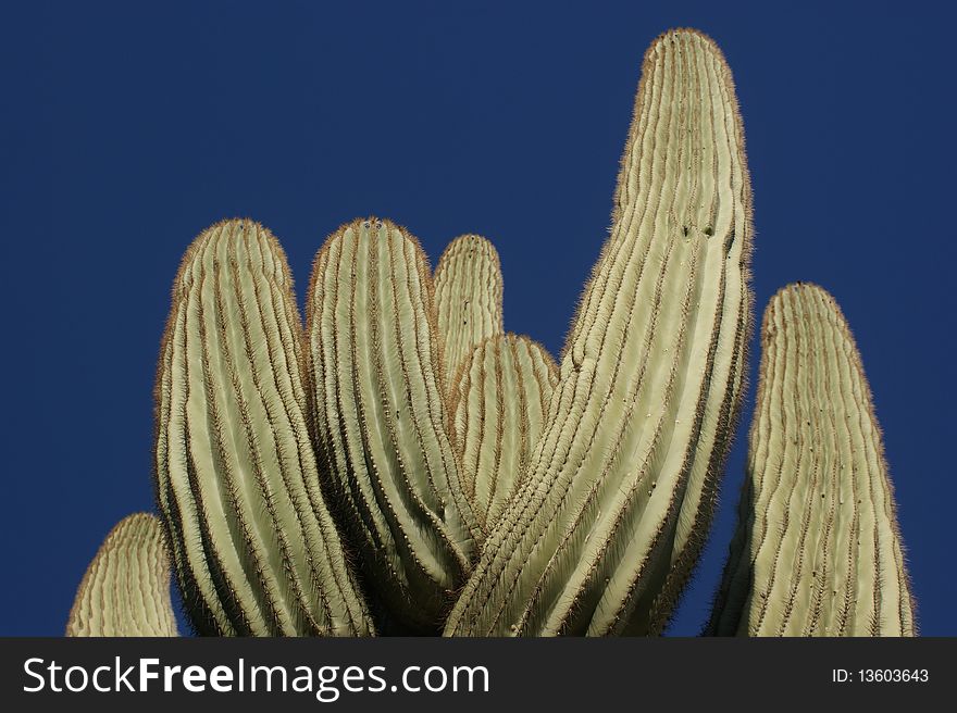 Cactus in the heat of the desert in Arizona. Cactus in the heat of the desert in Arizona