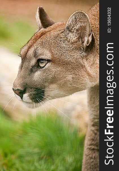 Puma mountain lion cougar