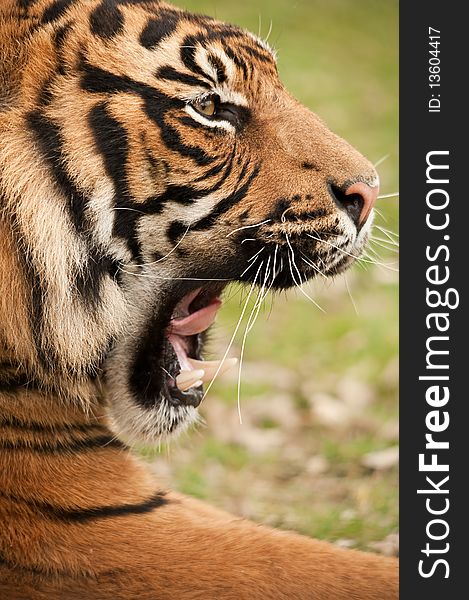 Tiger snarling close up of face