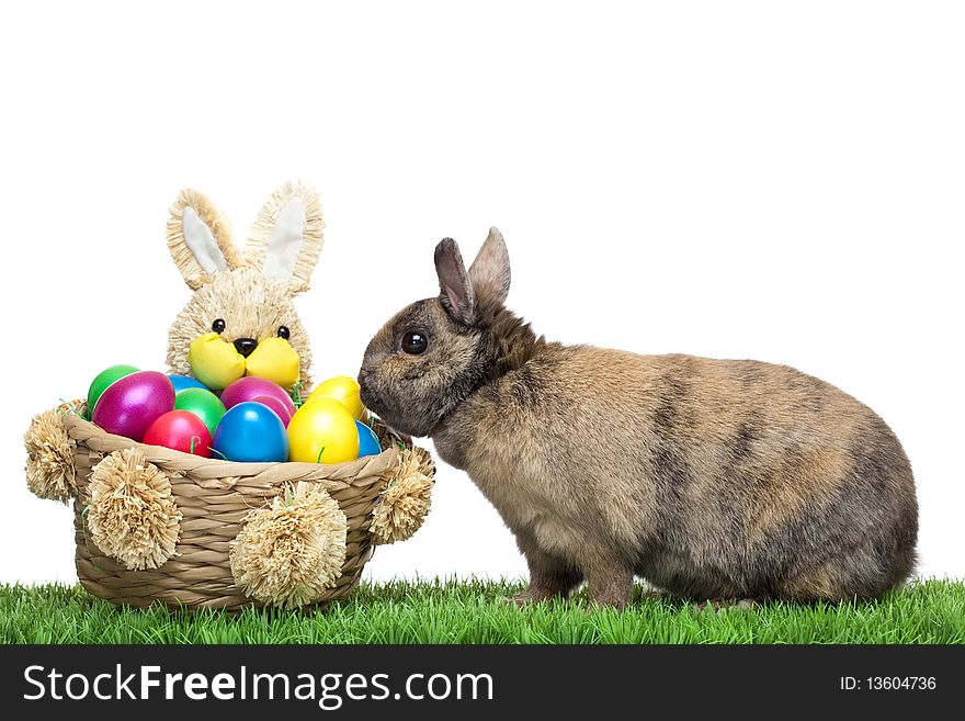Easter bunny in meadow with colorful Easter egg