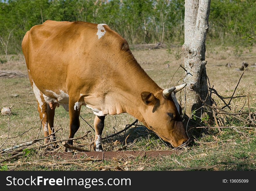 Brown cow in a farm (II)