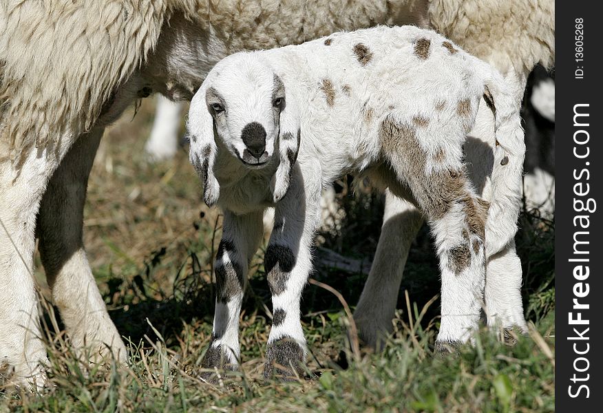Lamb With His Mother
