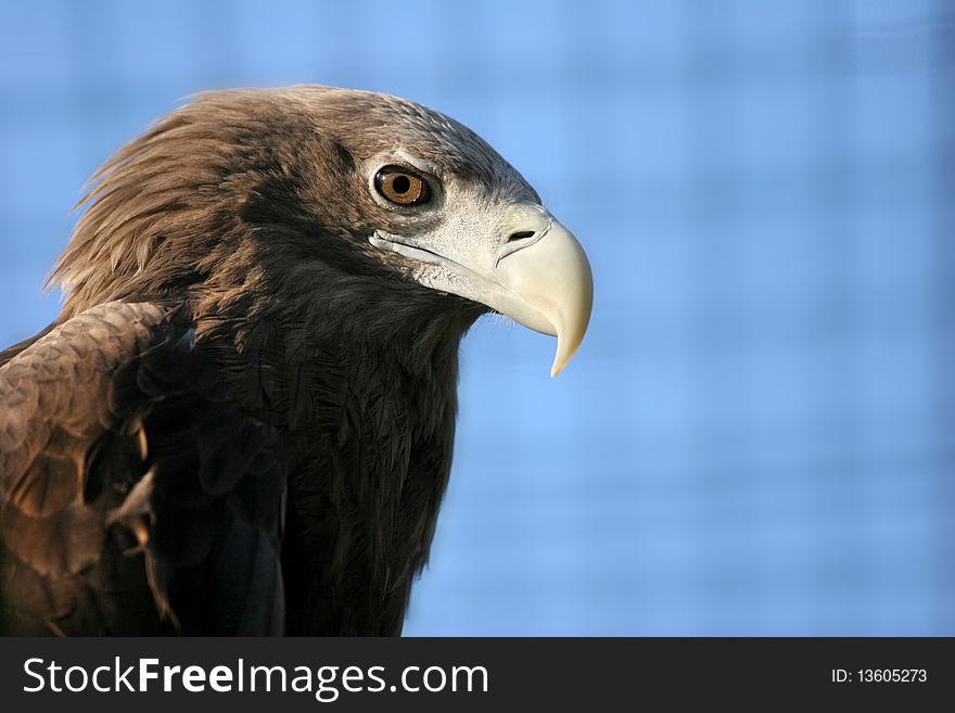 The portrait of White-tailed Eagle. The portrait of White-tailed Eagle