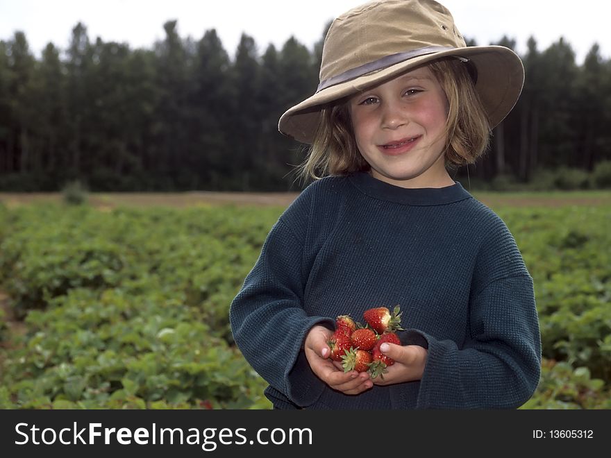 Young girl picking strawberries at a you-pick farm, holding strawberries in her hands.
