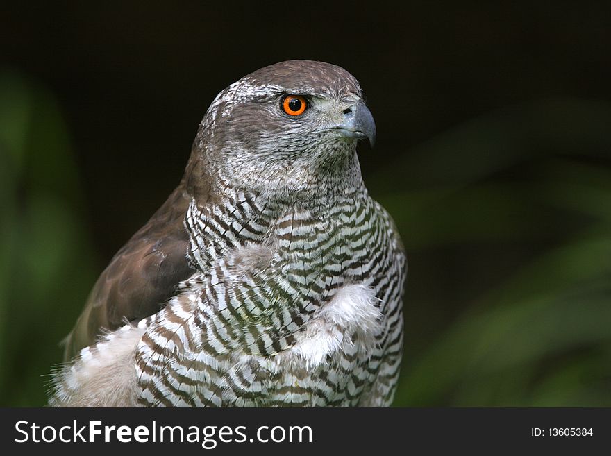 The portrait of Northern Goshawk