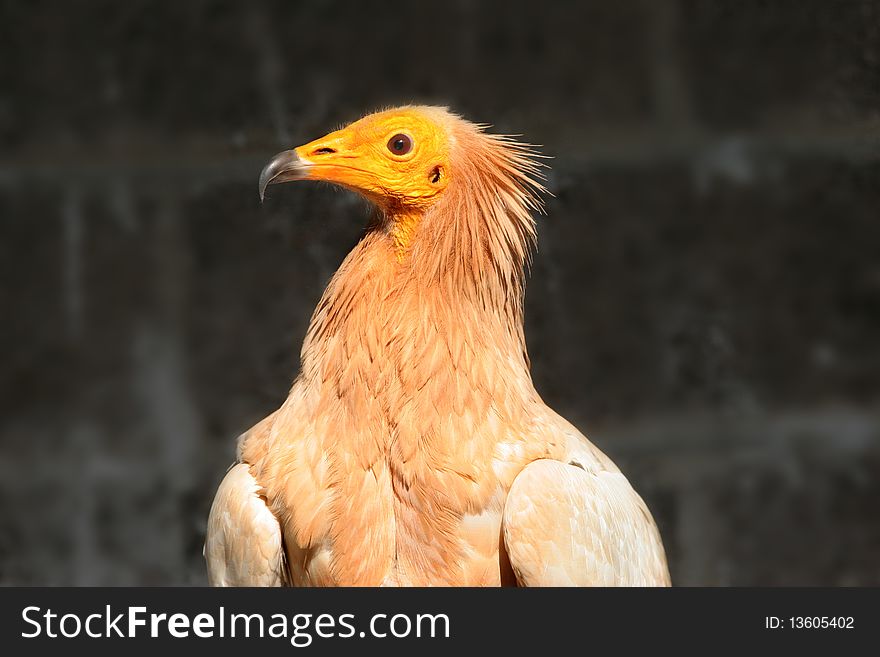 Egyptian Vulture