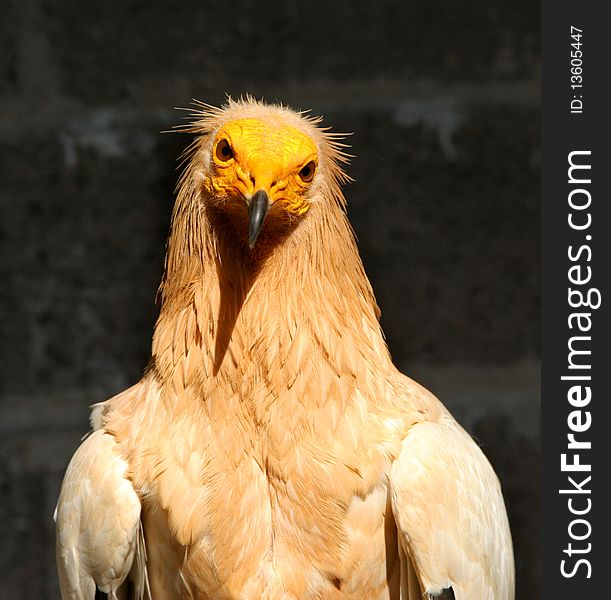 The portrait of  Egyptian Vulture