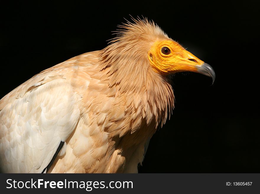 The portrait of Egyptian Vulture