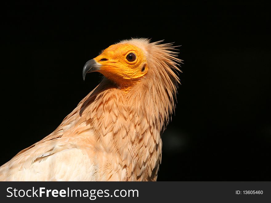 The portrait of Egyptian Vulture