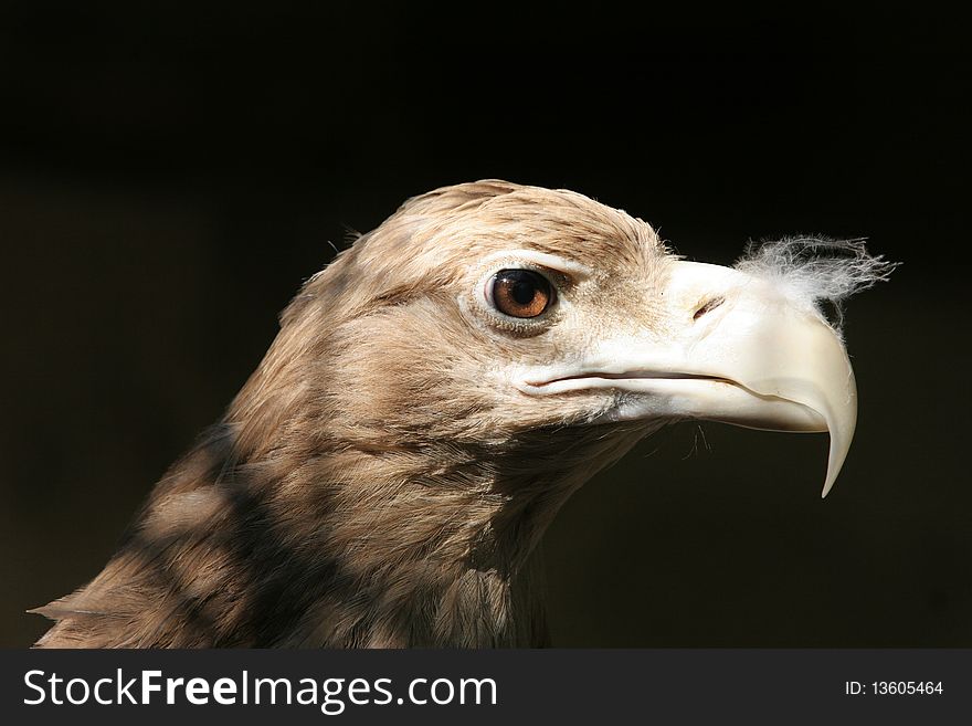 The portrait of White-tailed Eagle