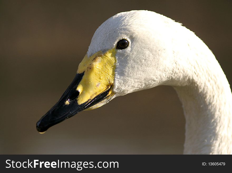 The portrait of Whooper Swan