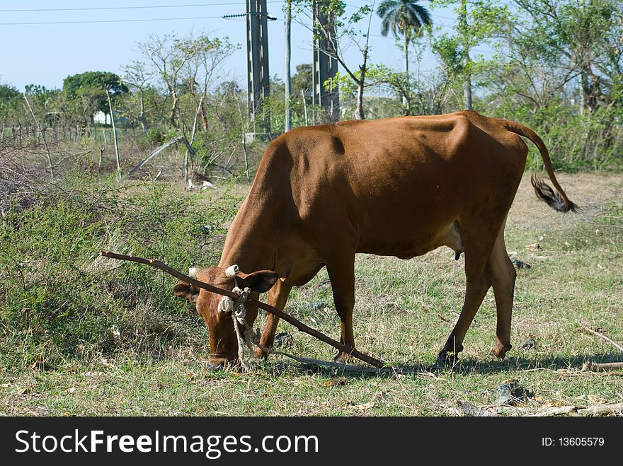 Brown cow in a farm (IV)