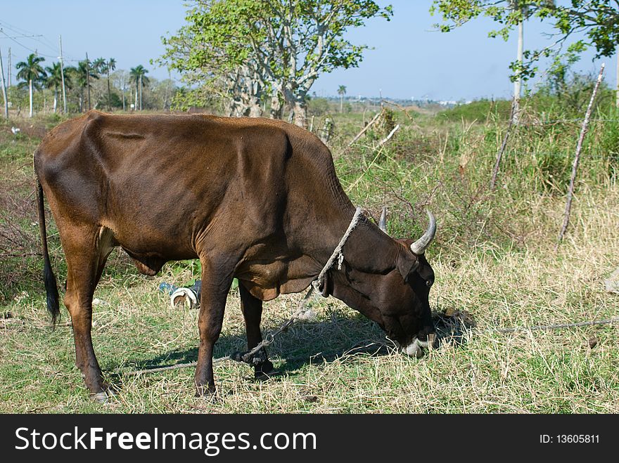 Black Bull Cow In A Farm (I)