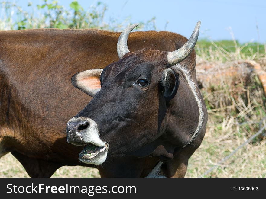Black bull with open mouth, head closeup