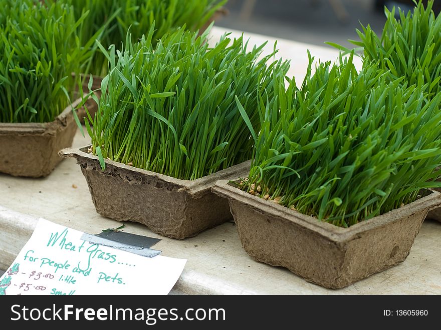 A close up of organic wheat grass for sale at a farmer's market. A close up of organic wheat grass for sale at a farmer's market.