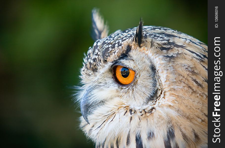 A close up of an Eagle Owl.