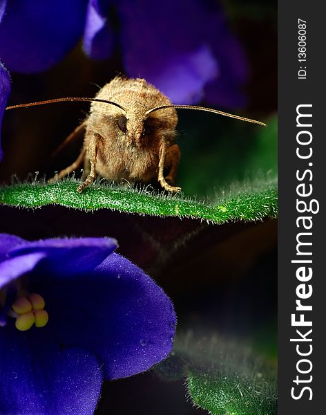 Noctua comes is sitting on the leaf of Violet. Noctua comes is sitting on the leaf of Violet