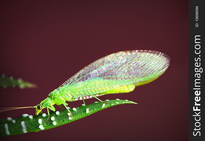 Little green midge sitting on the leaf of Haworthia